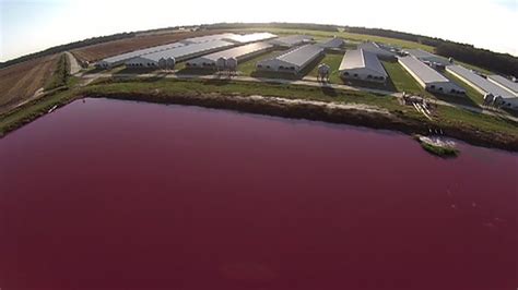 hog factory farms spray feces